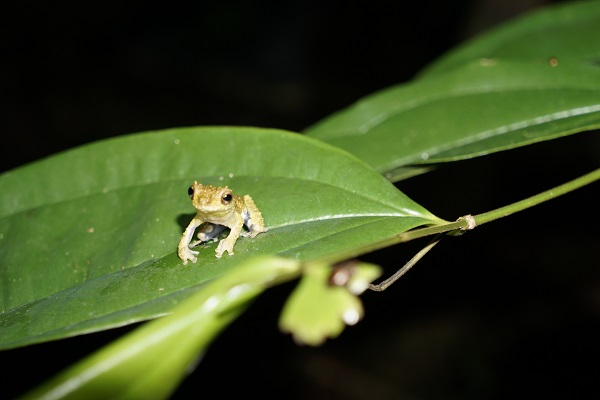 amazon tambopata frog