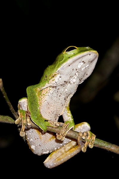 amazon frog