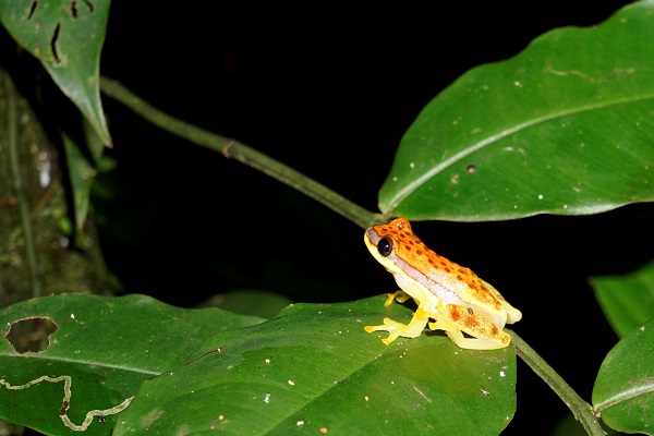 amazon tambopata frog