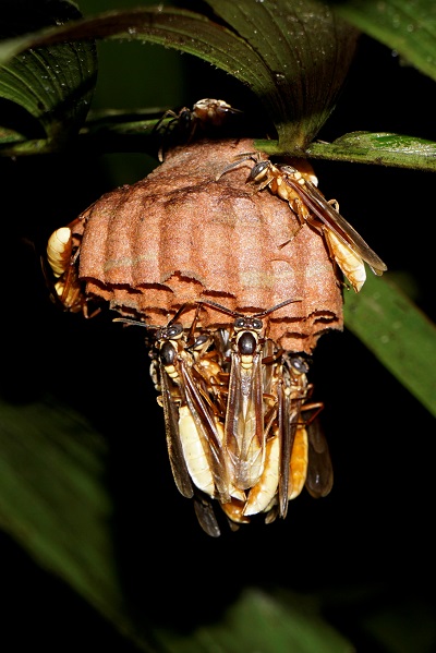 peru amazon wasp nest