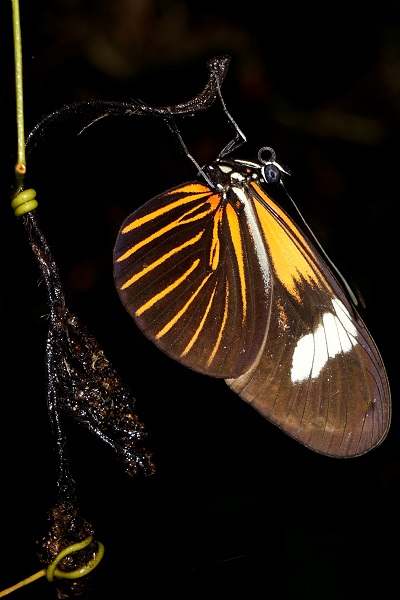 sleeping amazon butterfly