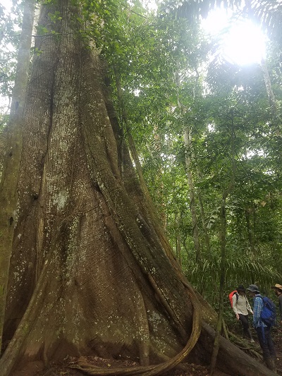 amazon large tree