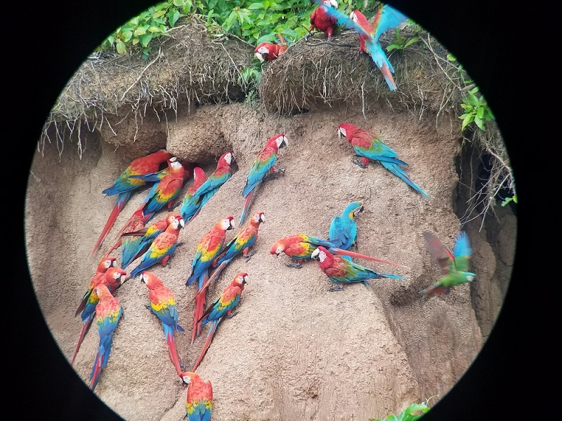 macaw parrot clay lick