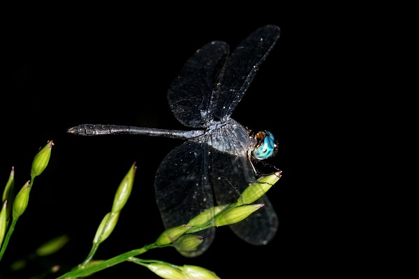 night walk amazon dragonfly