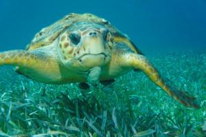 ambergris caye loggerhead sea turtle
