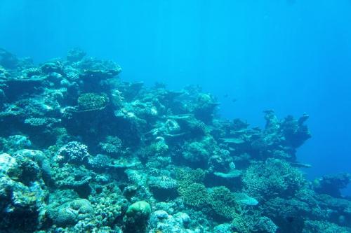 cairns great barrier reef