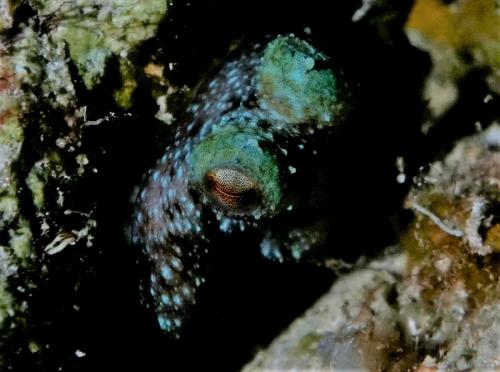 grand cayman caribbean reef octopus