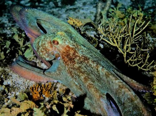 grand cayman common octopus