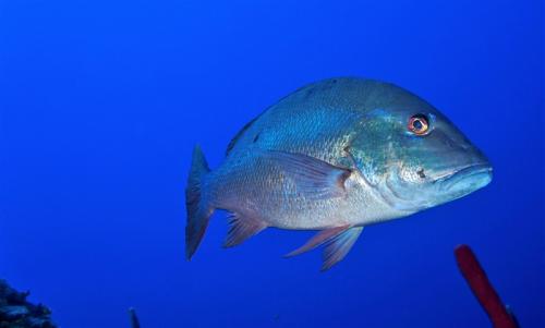 grand cayman fish profile