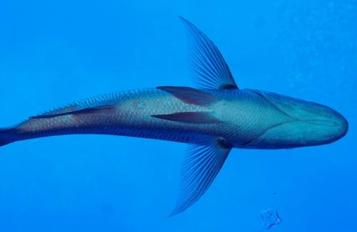 grand cayman fish underside