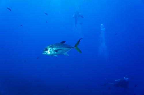 grand cayman fish