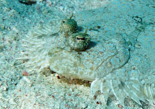 grand cayman flounder