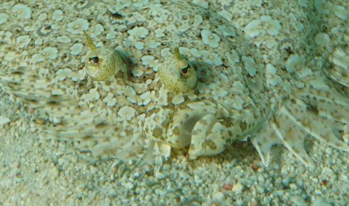 grand cayman flounder 2