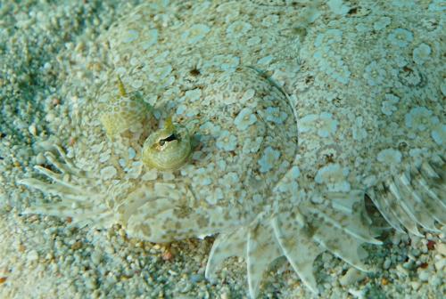 grand cayman flounder 3