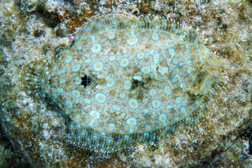 grand cayman flounder 4