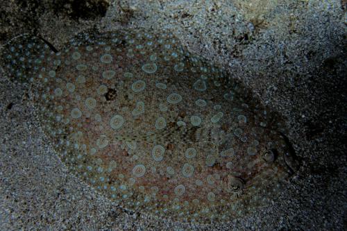 grand cayman flounder 5