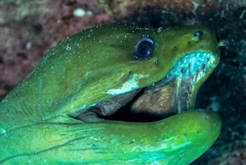 grand cayman green moray eel