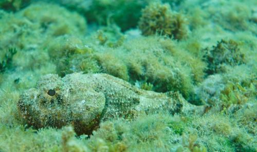 grand cayman scorpionfish 2