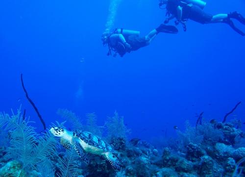 grand cayman sea turtle divers