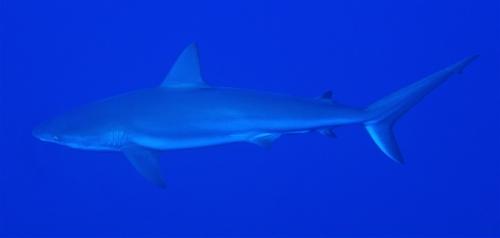 grand cayman shark