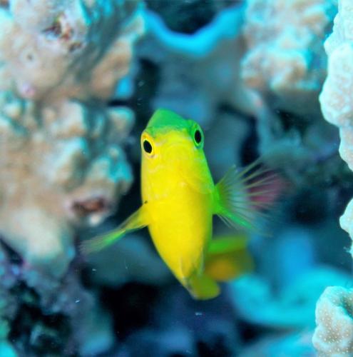 great barrier reef ambon damselfish