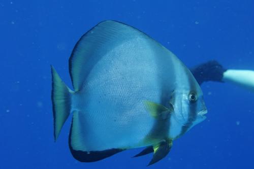 great barrier reef batfish