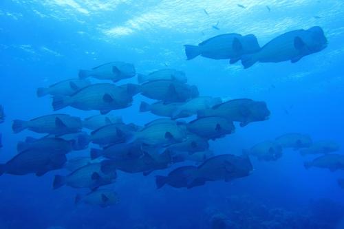 great barrier reef bumphead parrotfish school profile