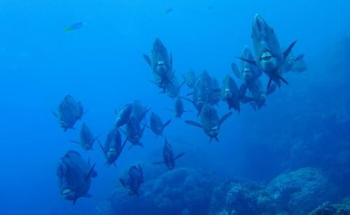 great barrier reef bumphead parrotfish school