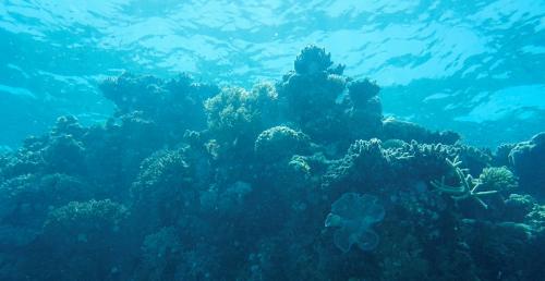 great barrier reef cairns australia