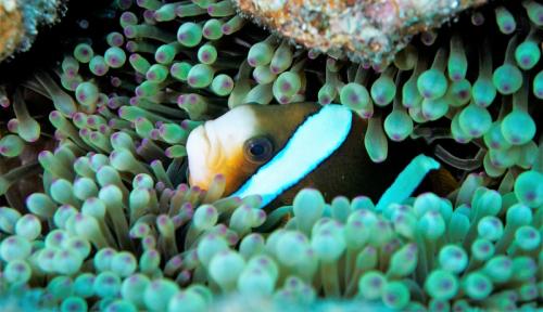 great barrier reef clownfish 2