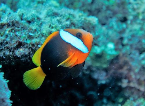 great barrier reef clownfish black