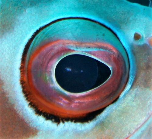 great barrier reef fish eye