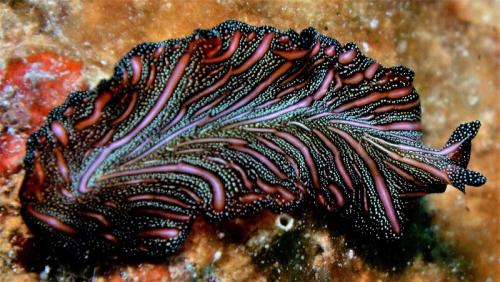 great barrier reef flatworm