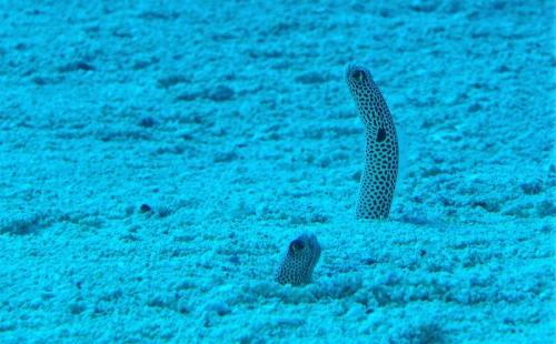 great barrier reef garden eel close up