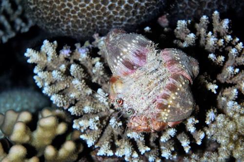 great barrier reef hermit crab