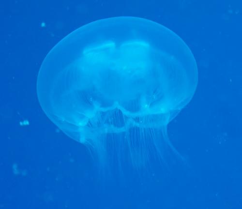great barrier reef jellyfish