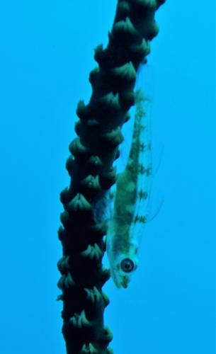 great barrier reef minnow on whip coral