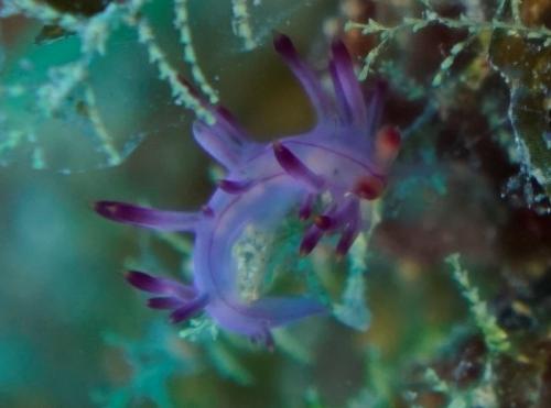 great barrier reef nudibranch purple