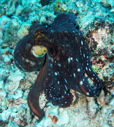 great barrier reef octopus 2