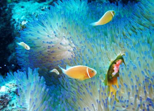 great barrier reef pink anemonefish family