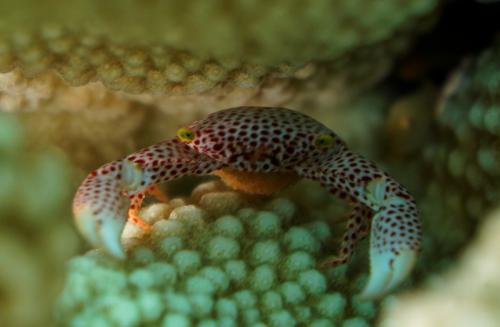 great barrier reef porcelain crab