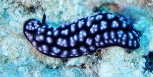 great barrier reef sea slug
