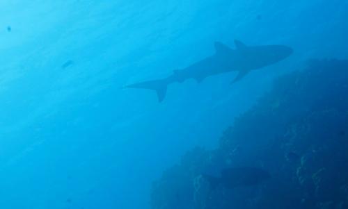 great barrier reef shark