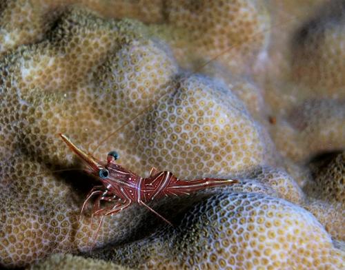 great barrier reef shrimp coral