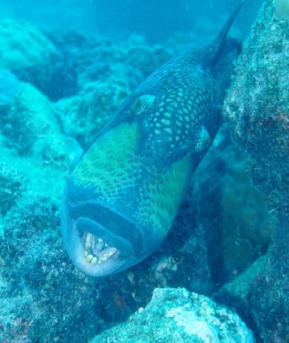 great barrier reef titan triggerfish