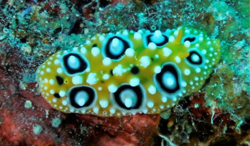 great barrier reef yellow sea slug