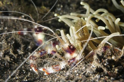 lembeh banded coral shrimp