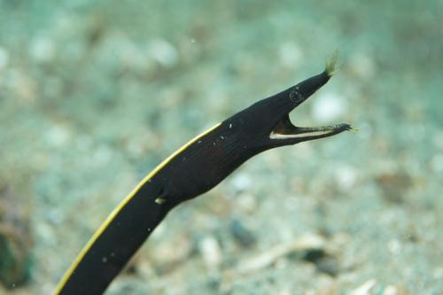 lembeh black ribbon eel