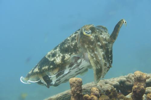 lembeh common cuttlefish