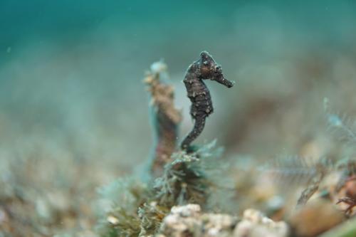 lembeh common seahorse
